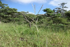 Arundinella setosa var. setosa